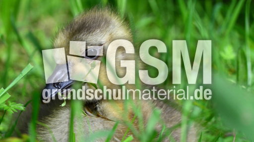 Kanadagansküken (15).jpg